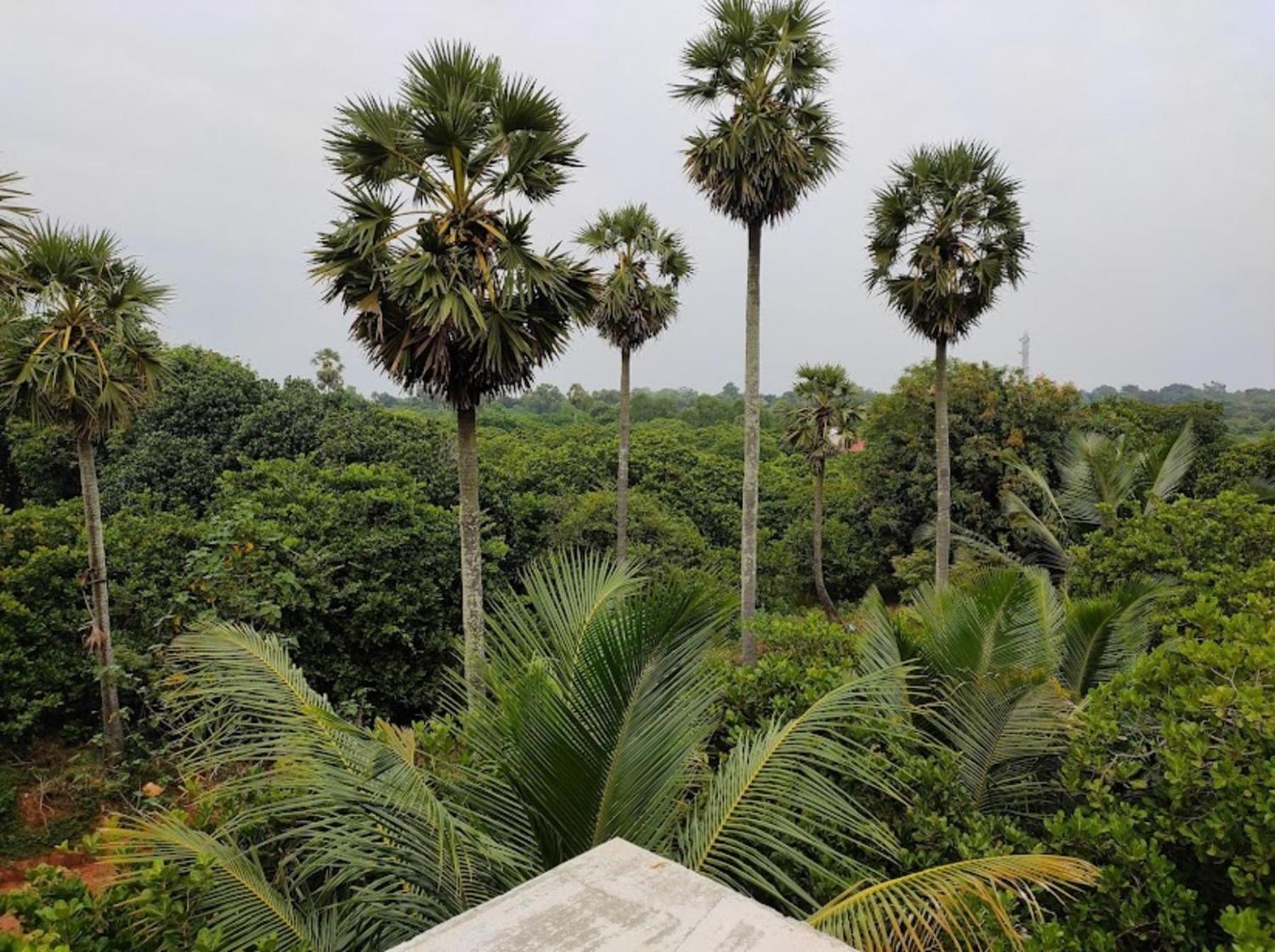 Travellers Crib Hotel Auroville Eksteriør billede
