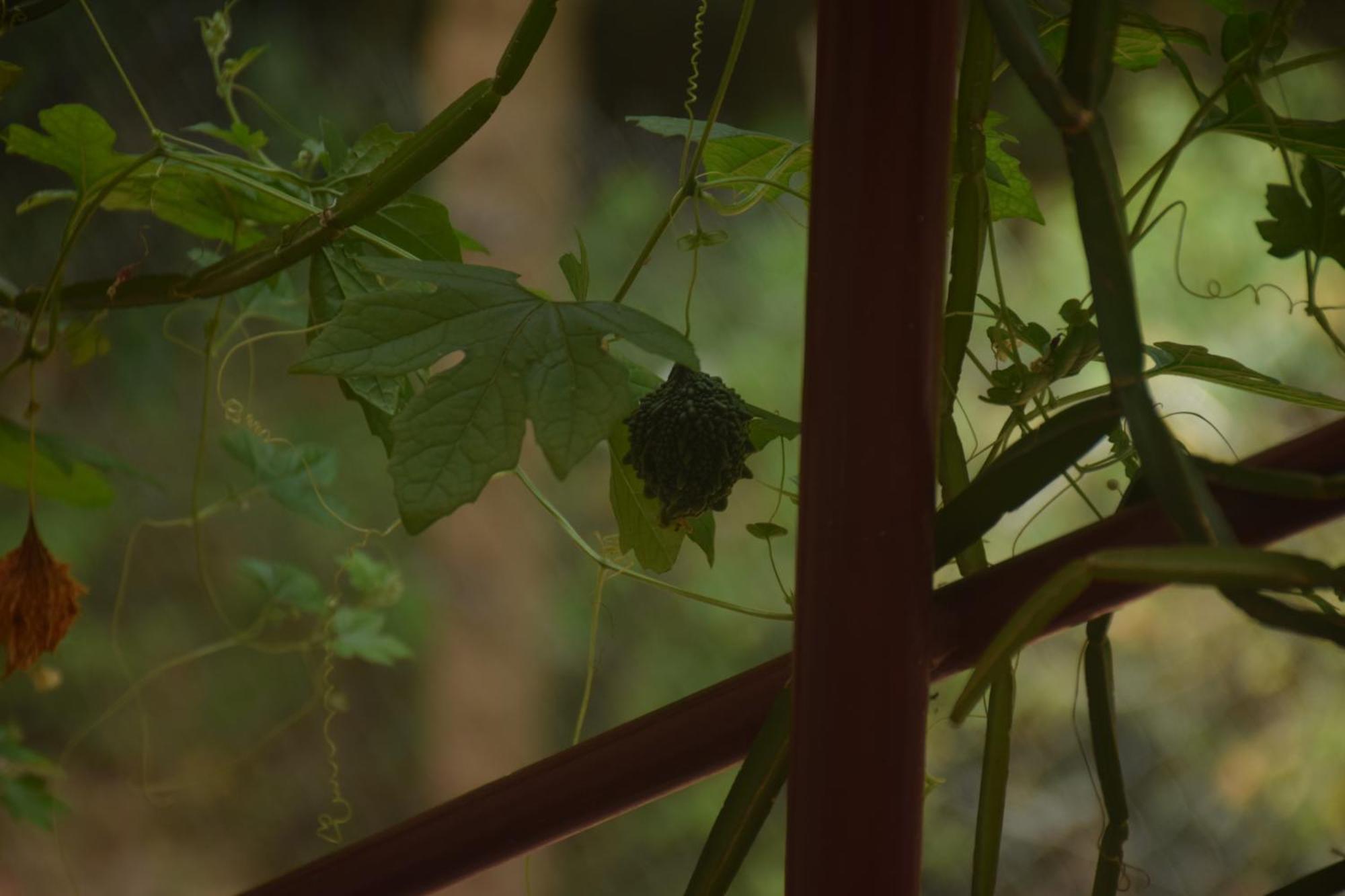 Travellers Crib Hotel Auroville Eksteriør billede